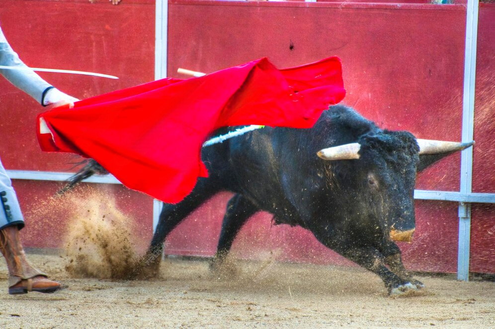 Залози за бикоборство Premium Bull